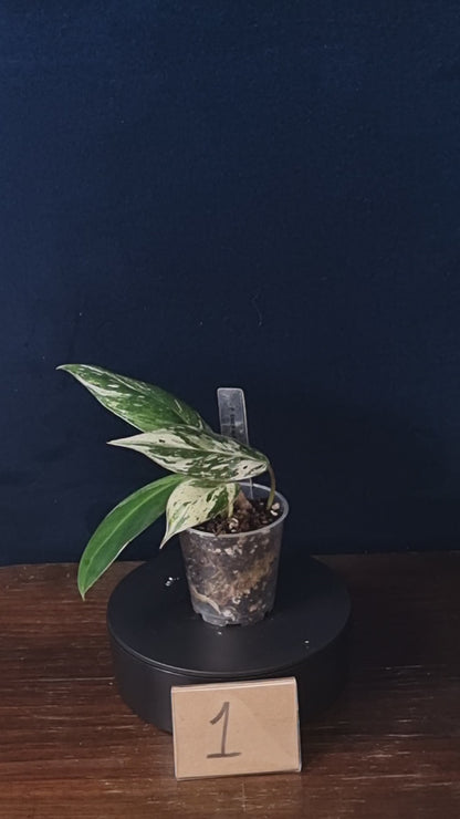 Philodendron Emerald Ice Small