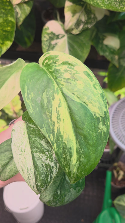 Scindapsus Jade Satin Marble Queen Medium