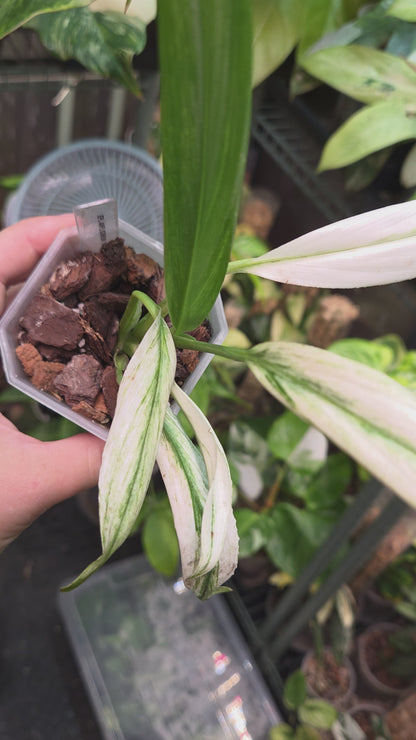 Epipremnum Amplissimum Silver Variegata