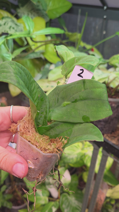 Rhaphidophora Korthalsii