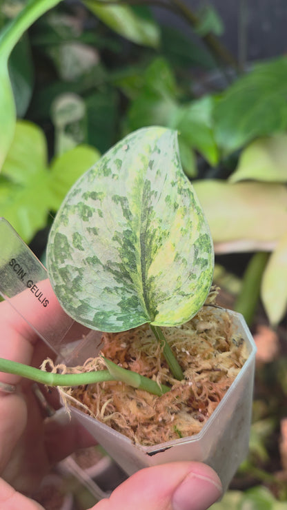 Scindapsus Geulis