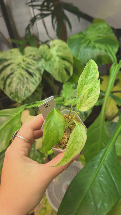 Monstera Laniata Mint