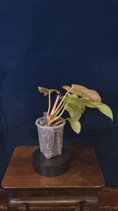 Philodendron Red Emerald Orange