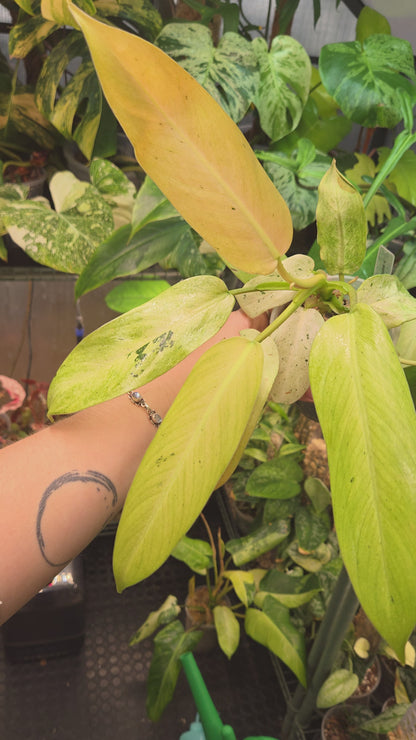 Philodendron Whipple Way Mottled