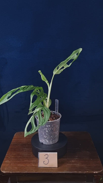 Monstera Adansonii Indonesian Marble