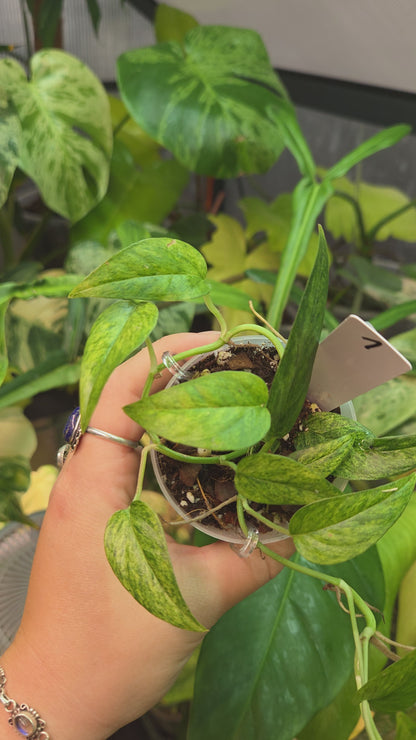 Epipremnum Pinnatum Cebu Blue Mint