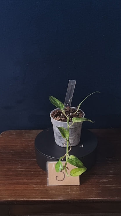 Epipremnum Cebu Blue Mint/Marble Aurea