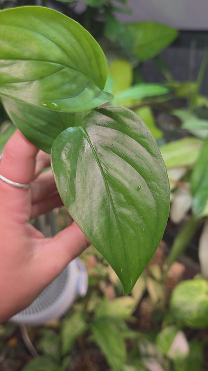 Monstera Aff. Obliqua Filamentous