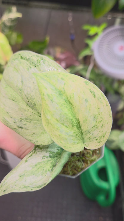 Scindapsus Peasun
