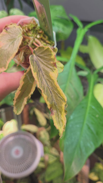 Begonia Dainty Spray Variegata