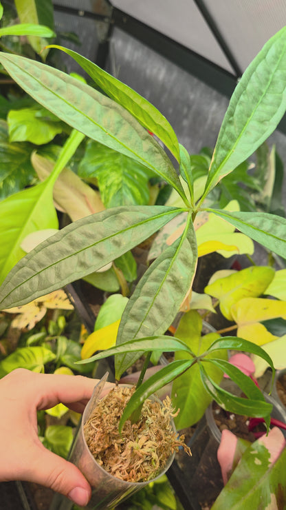 Anthurium Polyschistum x NOID