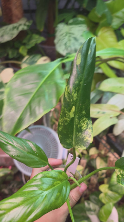 Philodendron Domesticum Variegata