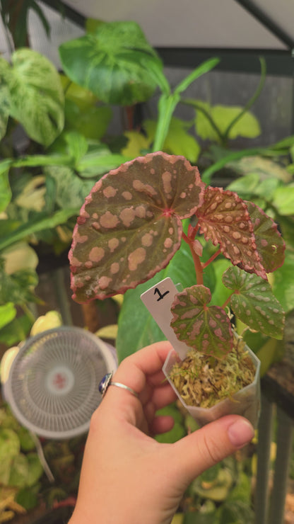 Begonia Negrosensis x Chloristicta