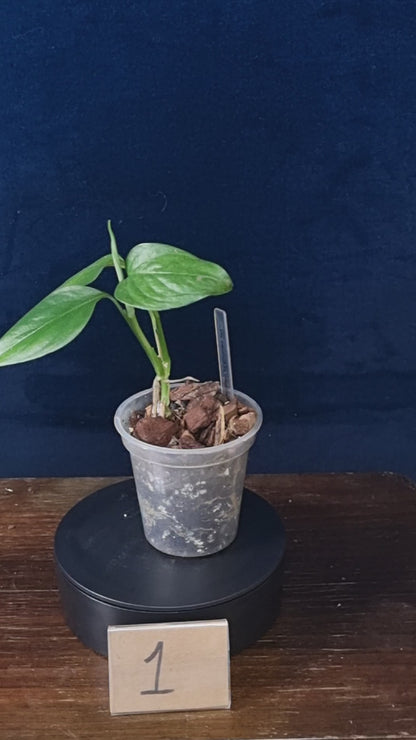 Monstera aff. Obliqua Filamentous