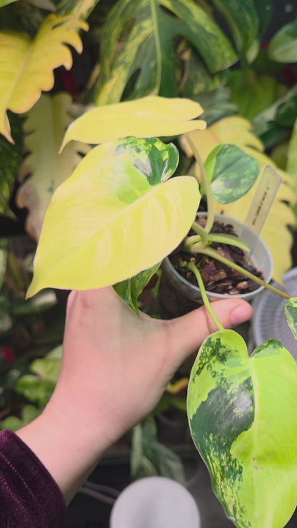 Philodendron Burle Marx Variegata