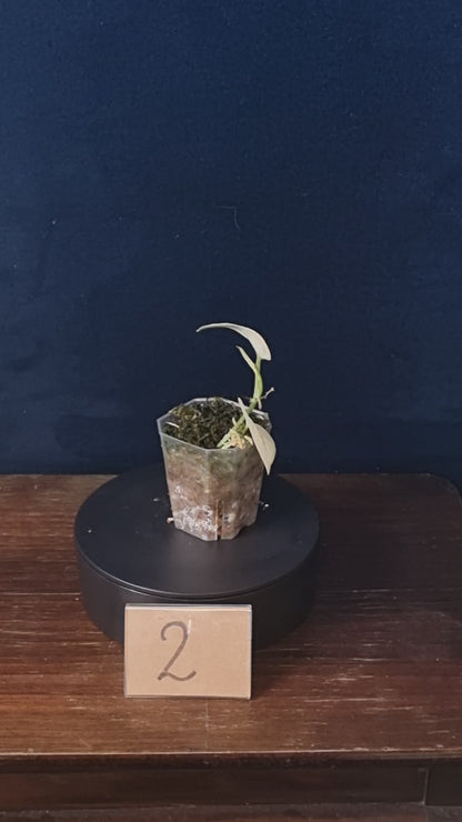 Scindapsus Mayari Mint