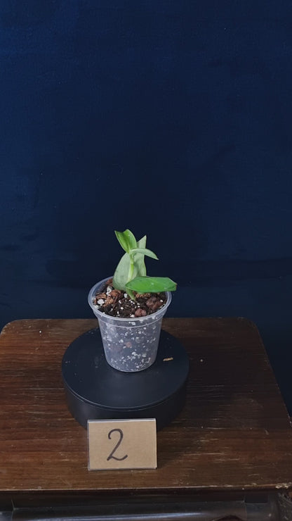 Monstera Sp.Velvet (peru)