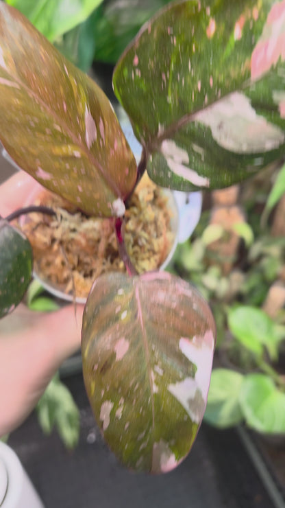 Philodendron Red Anderson