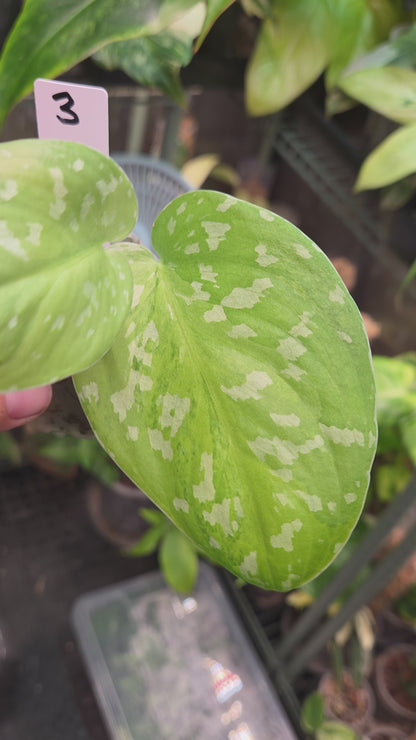 Scindapsus Sentarum Variegata