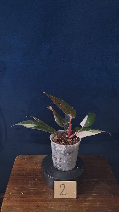 Philodendron Red Anderson