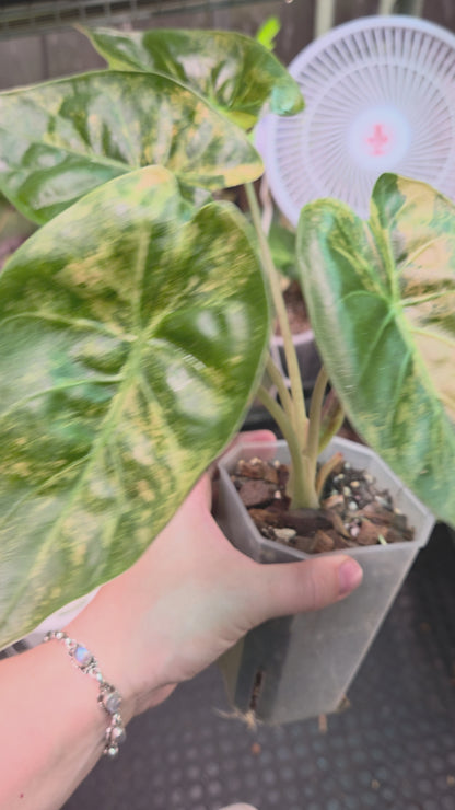 Alocasia Wentii Aurea