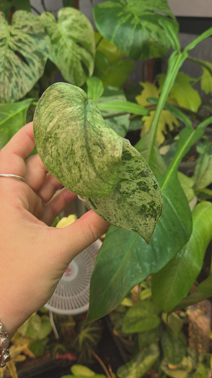 Scindapsus Jade Satin Marble Queen