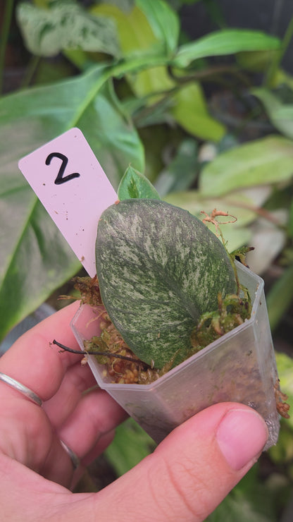 Rhaphidophora Hongkongensis Variegata
