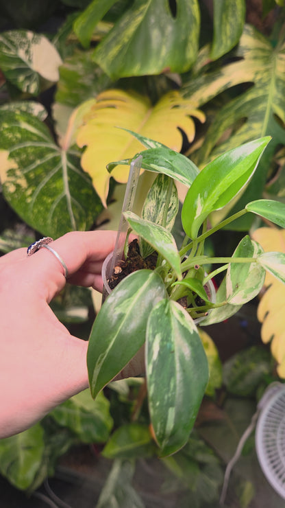 Philodendron Emerald Ice