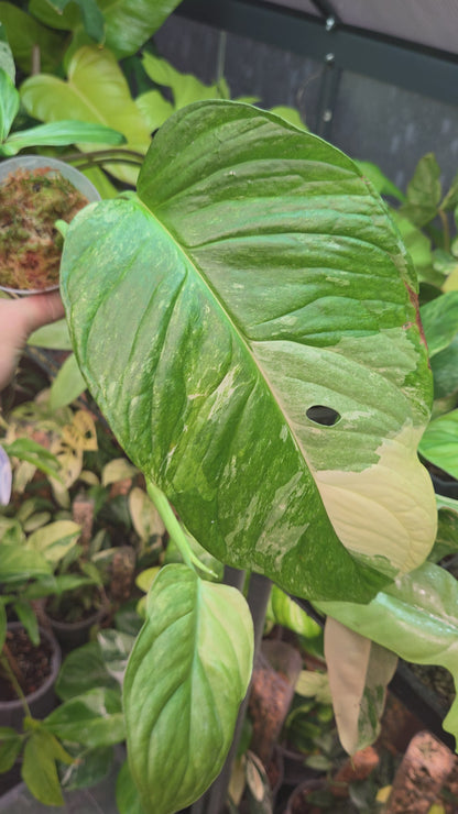 Monstera Obliqua Mayuna Variegata