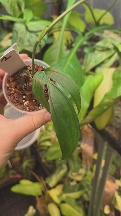Monstera Spruceana