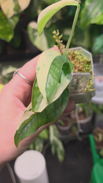 Epipremnum Pinnatum Cebu Blue Variegata