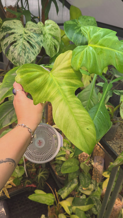Philodendron Golden Dragon Mint