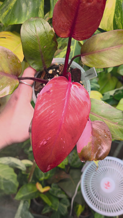 Philodendron Persimmon Princess