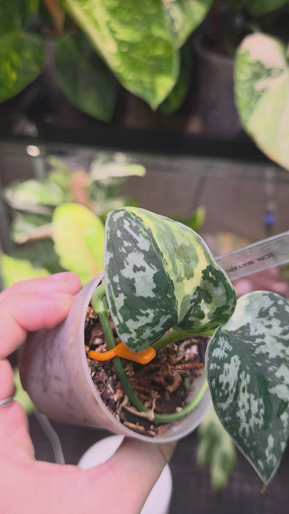 Scindapsus Mayari