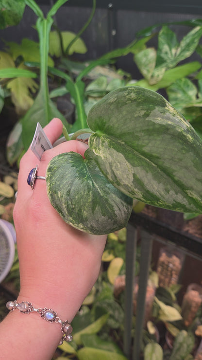 Scindapsus Silver Knight Variegata