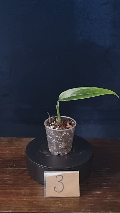 Monstera Obliqua Yasuni