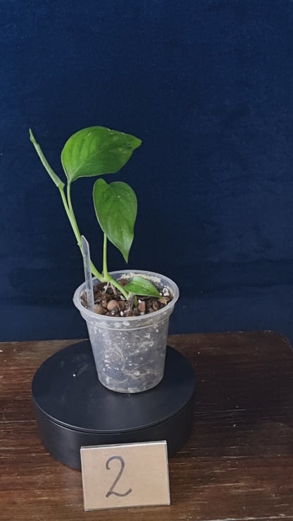 Monstera aff. Obliqua Filamentous