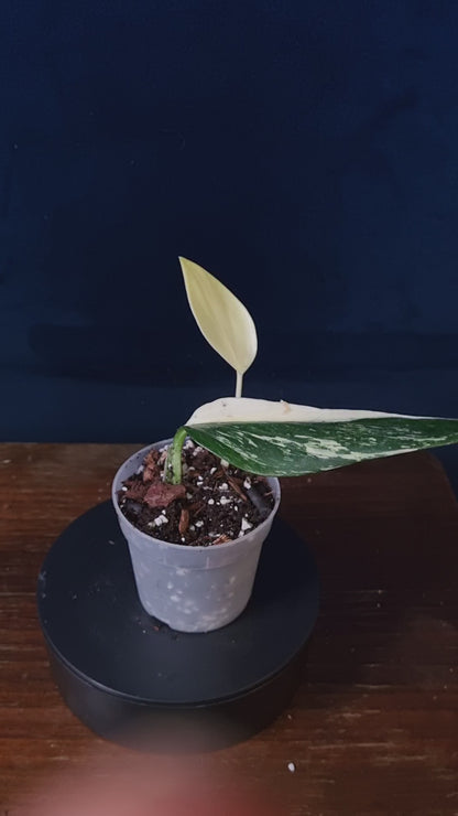 Monstera Standleyana Aurea Small