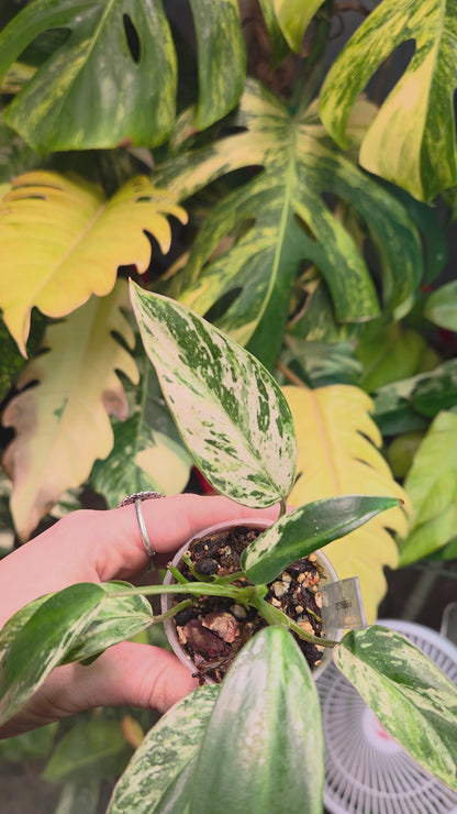 Philodendron Emerald Ice