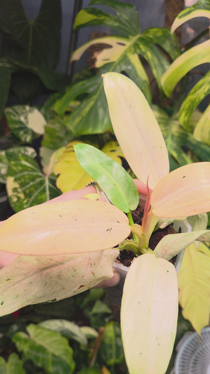 Philodendron Whipple Way Mottled