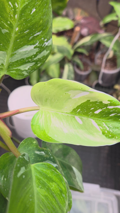 Philodendron White Princes Tricolor Lime/ Fresh Aurea