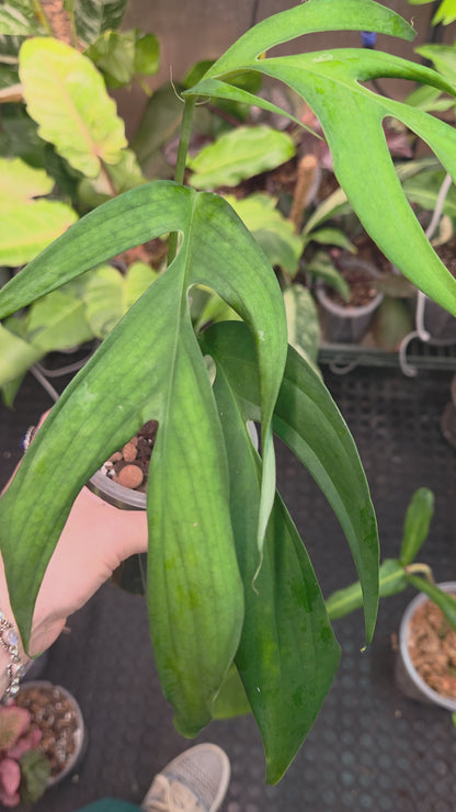 Monstera Croatii