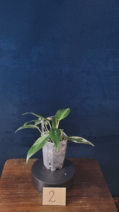 Philodendron Emerald Ice Medium