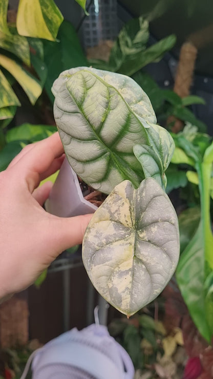Alocasia Silver Dragon Aurea Variegata