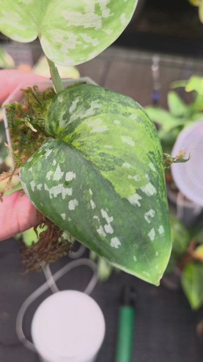 Scindapsus Sentarum Variegata