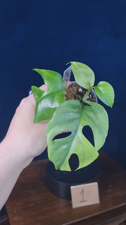 Rhaphidophora Tetrasperma Aurea Small