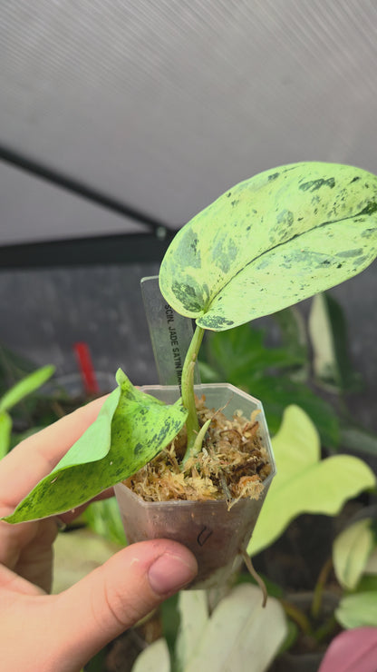 Scindapsus Jade Satin Marble Queen Small