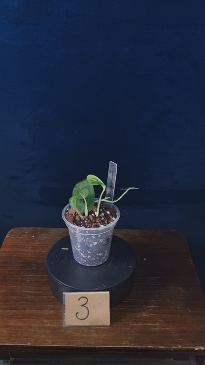 Monstera Sp.Velvet (peru)