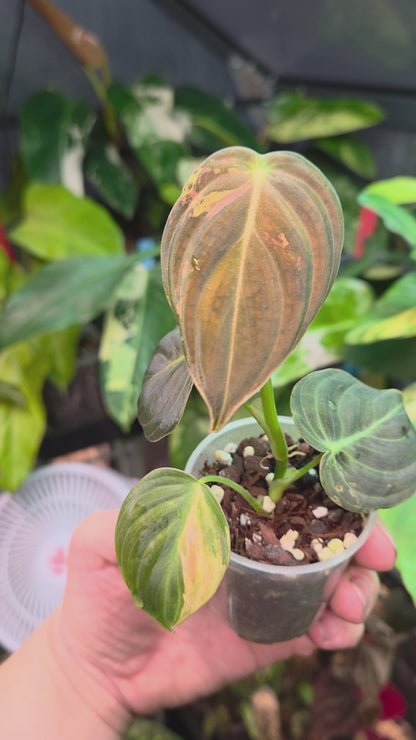 Philodendron Melanochrysum Variegata