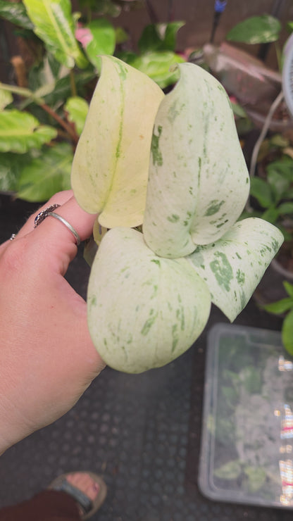 Scindapsus Peasun (More White Variegation) - Medium